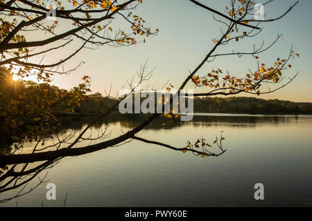 Penarth, Pays de Galles, Royaume-Uni. 18 Oct, 2018. Penarth, Pays de Galles, Royaume-Uni, 18 octobre 2018. Les autres s'accrochent aux feuilles des arbres comme l'automne couleurs montrent à Cosmeston Lakes Country Park. Credit : Mark Hawkins/Alamy Live News Banque D'Images