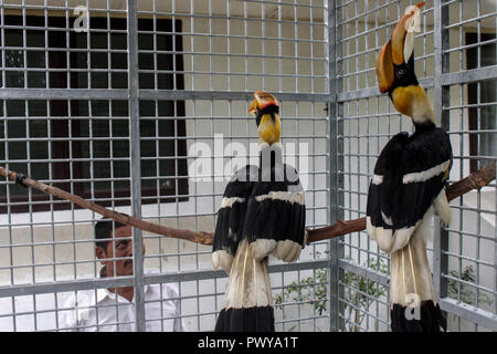 Deux calaos vu encore traitées par l'Agence de Conservation des ressources naturelles (BKSDA), avant d'être mise à l'état sauvage. Les Acehnais remis 3 oiseaux protégés à l'Indonesian BKSDA fonctionnaires, soit deux calaos Aceros undulatus et un qui était considéré presque disparu en raison de la chasse de l'homme. irresponsable Banque D'Images