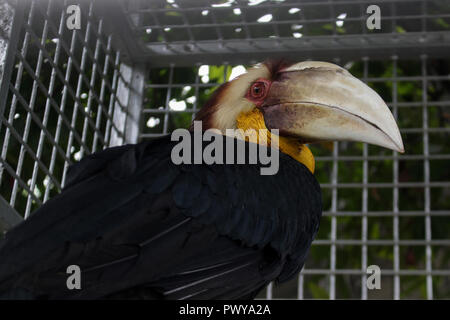 Un Aceros Undulatus vu encore traitées par l'Agence de Conservation des ressources naturelles (BKSDA), avant d'être mise à l'état sauvage. Les Acehnais remis 3 oiseaux protégés à l'Indonesian BKSDA fonctionnaires, soit deux calaos Aceros undulatus et un qui était considéré presque disparu en raison de la chasse de l'homme. irresponsable Banque D'Images