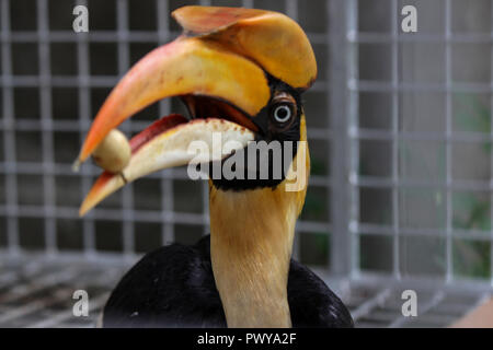 Un calaos vu encore traitées par l'Agence de Conservation des ressources naturelles (BKSDA), avant d'être mise à l'état sauvage. Les Acehnais remis 3 oiseaux protégés à l'Indonesian BKSDA fonctionnaires, soit deux calaos Aceros undulatus et un qui était considéré presque disparu en raison de la chasse de l'homme. irresponsable Banque D'Images