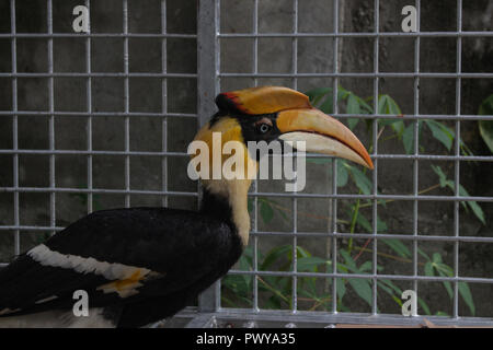 Lhokseumawe, Aceh, Indonésie. 18 Oct, 2018. Un calaos vu encore traitées par l'Agence de Conservation des ressources naturelles (BKSDA), avant d'être mise à l'état sauvage à nouveau.Les Acehnais remis 3 oiseaux protégés à l'Indonesian BKSDA fonctionnaires, soit deux calaos Aceros undulatus et un qui était considéré presque disparu en raison de la chasse de l'homme. irresponsable Credit : Maskur a/SOPA Images/ZUMA/Alamy Fil Live News Banque D'Images