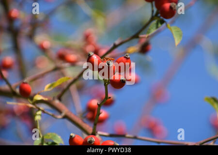 Vue rapprochée de la hanche rose arbuste en automne avec bokeh flou, également nommé rose hip rose haw fruits au début d'octobre sur les branches en face de ciel d'azur Banque D'Images