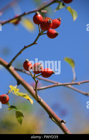 Cynorrhodon mûr sur branch dans soleil d'automne, également nommé rose hip rose haw fruits au début d'octobre sur les branches en face de ciel d'azur Banque D'Images