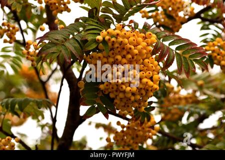 Rowan Berries jaune après la pluie Banque D'Images