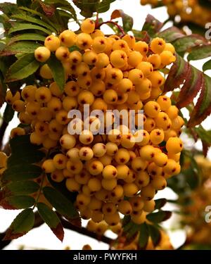 Rowan Berries jaune après la pluie Banque D'Images