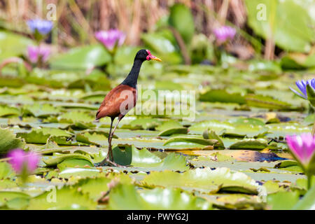 Jacana Wattle marchant sur des nénuphars dans un marais sur une journée ensoleillée. Banque D'Images