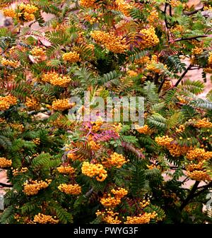 Rowan Berries jaune après la pluie Banque D'Images