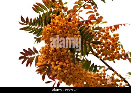 Rowan Berries jaune après la pluie Banque D'Images