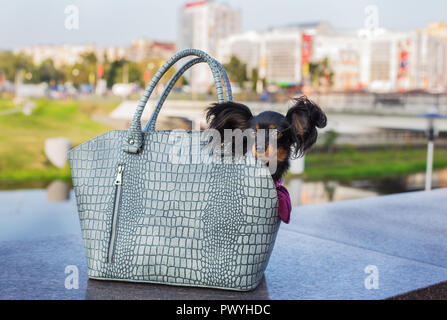 Black Russian Terrier assis dans un gris sac de transport que l'article de pierre grise sur parapet. Vue de côté Banque D'Images