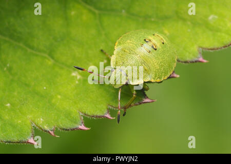 Nymphe Shieldbug verte (Palomena prasina) ramper le long du bord de la feuille. Tipperary, Irlande Banque D'Images