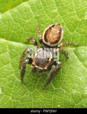 Vue dorsale des mâles Evarcha falcata thomisidae. Tipperary, Irlande Banque D'Images