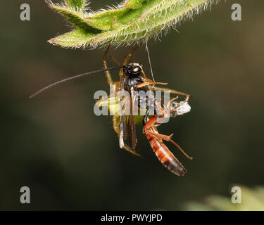 Guêpe parasitoïde capturé par araignée Araniella sp. Tipperary, Irlande Banque D'Images