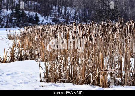 Bull s'engouffre dans l'hiver Banque D'Images