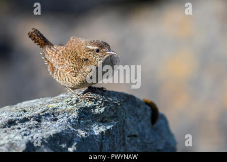 Troglodyte mignon - Troglodytes troglodytes, petite brown oiseau percheur de prés et prairies européennes, Shetland, UK. Banque D'Images