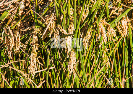 Close up de rizières dans la Albufera, Valencia, Espagne Banque D'Images