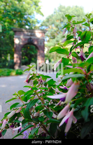 Fleurs rose dans le parc Planten un Blomen à Hambourg en Allemagne Banque D'Images