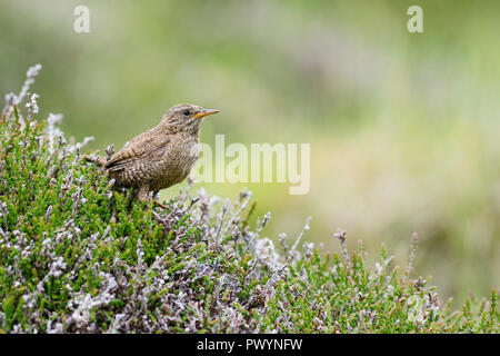 Troglodyte mignon - Troglodytes troglodytes, petite brown oiseau percheur de prés et prairies européennes, Shetland, UK. Banque D'Images