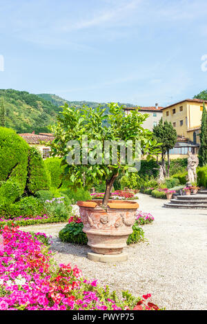 Photo verticale avec grande jardinière. Lemon Tree vert avec plusieurs fruits se développe à partir du contenant qui est placé sur le gravier. De l'arborescence dans célèbre Garzoni Banque D'Images