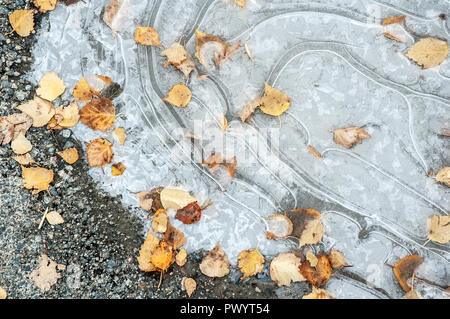 Flaque d'eau gelée avec des feuilles mortes Banque D'Images