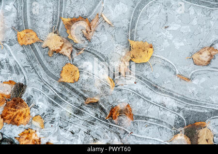 Flaque d'eau gelée avec des feuilles mortes Banque D'Images