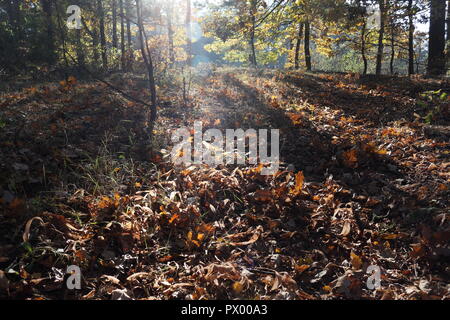 Les feuilles colorées sur le sol de la forêt pendant la soirée ensoleillée, à l'automne Banque D'Images