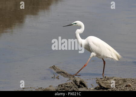 Kotuku White Heron (Ardea modesta), grand héron blanc, ou l'Aigrette, l'estuaire du fleuve Hokitika, West Coast, South Island, New Zealand native bird Banque D'Images