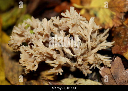 Corail Champignon Clavulina cinerea Grey Banque D'Images