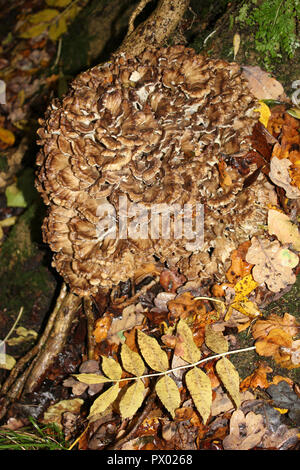 Grifola frondosa, poule des bois Banque D'Images