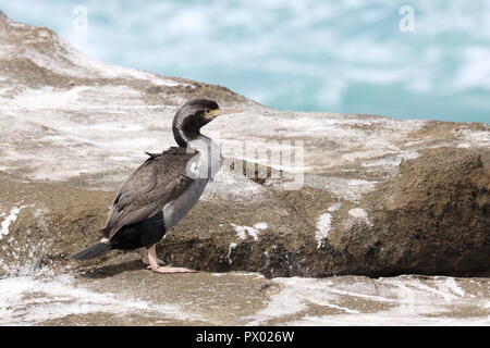 Spotted Shag (Stictocarbo punctatus) aigrettes avec des taches, sur les roches Porpoise Bay, Curio Bay falaises, fond de l'océan bleu. Oiseaux, Nouvelle Zélande Catlins Banque D'Images