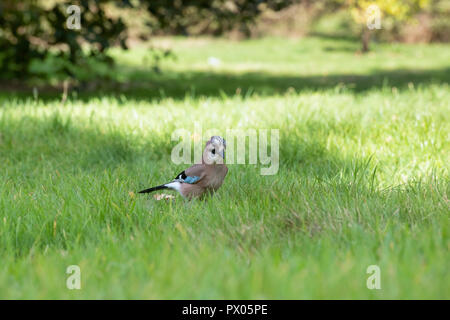 Garrulus glandarius. Jay dans un jardin. UK Banque D'Images