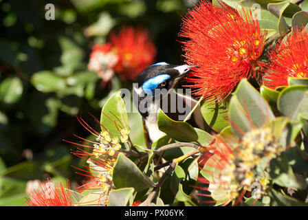 Méliphage à face bleue dans un buisson d'eucalyptus Banque D'Images