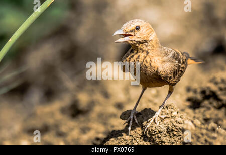 Le Cerf de Lark en champ libre Banque D'Images