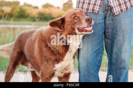 Souriant et chaleureux brown chien errant appuyée contre la jambe de l'homme. Banque D'Images