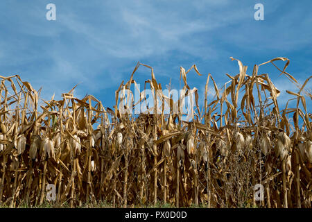 Prêt pour la récolte de maïs d'or contre un ciel bleu dans la vallée de la Loire, France Banque D'Images