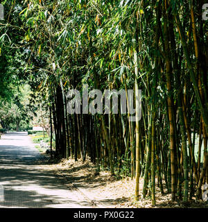 Bambou ville Australie Banque D'Images