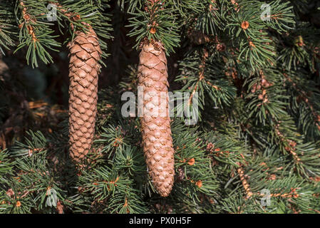 L'épinette épinette Bleu / vert / blanc / épinette épinette du Colorado / bleue du Colorado (Picea pungens) Lombarts close up de cônes d'épinette mature Banque D'Images