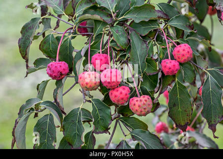 Chinese (Cornus kousa chinensis) close up de feuillage et de fruits / baies roses en automne Banque D'Images