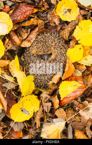 Indigènes et sauvages,hérisson, hérisson européen (Erinaceus europaeus) recroquevillé en boule, hibernant dans jaune, couleur orange et brun de l'automne ou à l'automne Banque D'Images