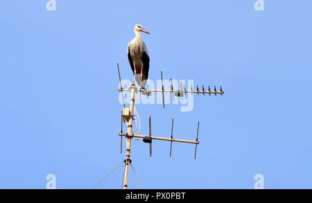 Cigogne blanche Ciconia ciconia, migration, sur les îles maltaises, de repos et d'équilibre sur l'antenne de télévision, antenne, émetteur, oiseaux nature urbaine Banque D'Images