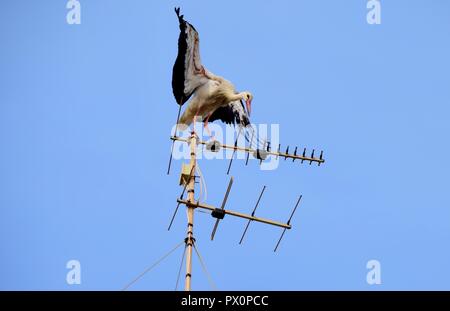 Cigogne blanche Ciconia ciconia, migration, sur les îles maltaises, de repos et d'équilibre sur l'antenne de télévision, antenne, émetteur, oiseaux nature urbaine Banque D'Images