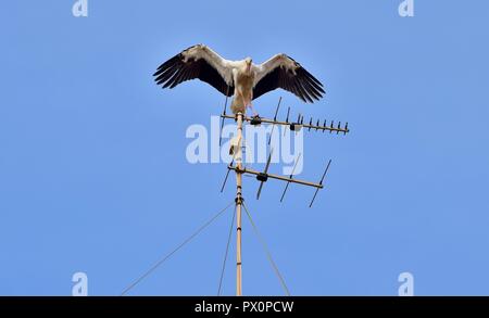 Cigogne blanche Ciconia ciconia, migration, sur les îles maltaises, de repos et d'équilibre sur l'antenne de télévision, antenne, émetteur, oiseaux nature urbaine Banque D'Images
