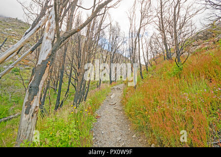 Sentier à travers une forêt près de cicatrices de feu le Glacier Grey dans le Parc National Torres del Paine au Chili Patagonie Banque D'Images