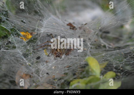 Entonnoir d'herbe-weaver dans son spider web Banque D'Images