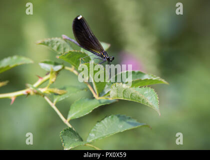 Une femme Jewelwing ébène à demoiselle Edwards Gardens de Toronto, Ontario. Banque D'Images