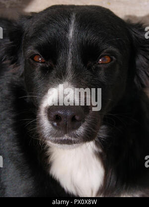 Animal de compagnie, chien de berger chiot couleur, noir, femme, prises à Veracruz, Mexique 2017 Banque D'Images