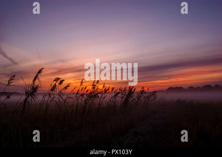 Misty roseaux pendant le coucher du soleil sur un fond de nuages colorés, roseau commun avec brouillard paysage Banque D'Images