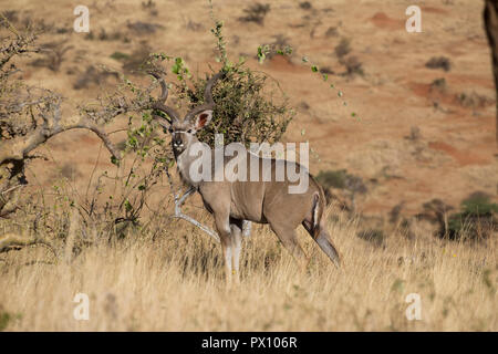 Un grand koudou Tragelaphus strepsiceros Lewa Wildlife Conservancy Kenya Banque D'Images