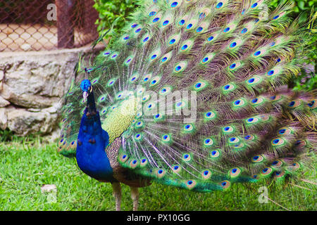 Peacock dans tout l'affichage de plumes Banque D'Images