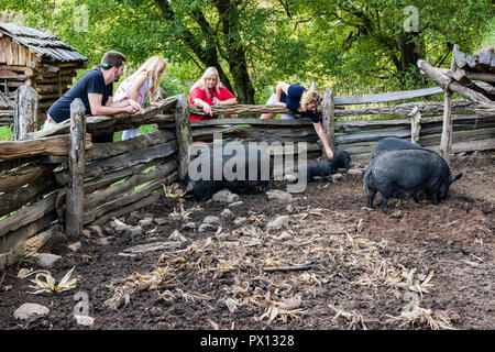 Calcaire, TN, USA-9/29/18 : les porcs domestiques d'être observé et caresser au lieu de naissance de David Crockett State Park. Banque D'Images