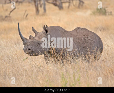 Rhinocéros noir Diceros bicornis à Lewa Wildlife Conservancy Kenya un rouage important de conservation qui a construit la population de 15 à 198 Banque D'Images
